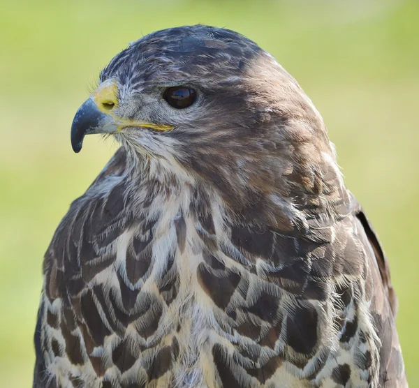 Head and Shoulders of a Buzzard — Stock Photo, Image