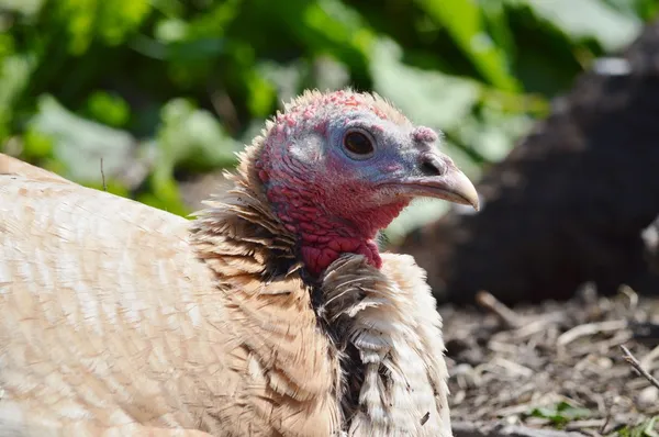 Face of an old turkey hen — Stock Photo, Image
