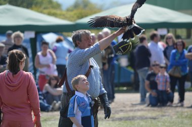 laughton, east sussex İngiltere'de 2013 Mayıs guguk kuşu fayre, yırtıcı kuşlar