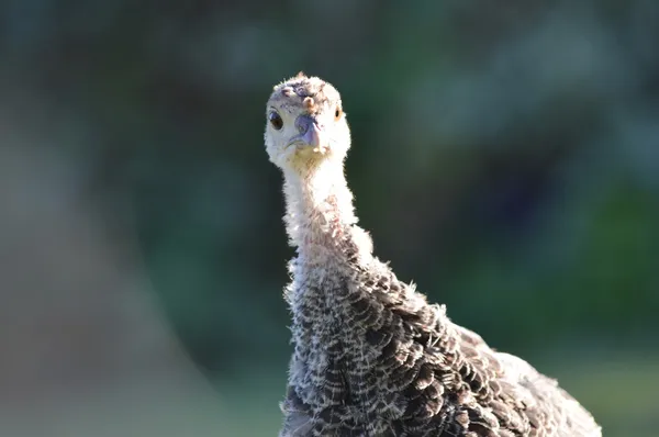 Isolated Head of a young Turkey with out of focus background — Stock Photo, Image