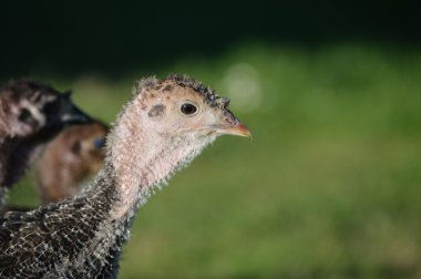 odak arka plan dışarı genç bir Türkiye ile izole başkanı