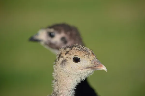 Isolated Head of a young Turkey with out of focus background — Stock Photo, Image