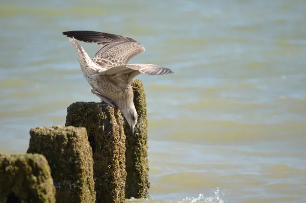 Herring Gull — Stock Photo, Image
