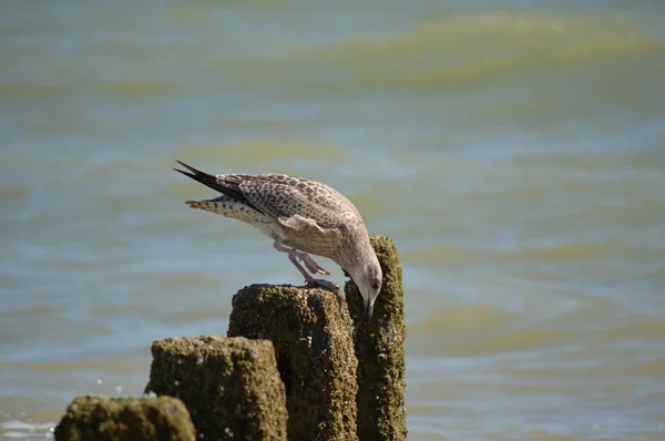 Herring Gull — Stock Photo, Image