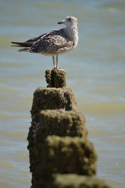 Herring Gull — Stock Photo, Image