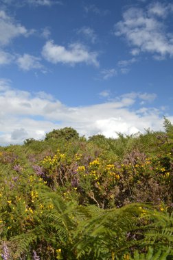 Heather Tojo y el cielo azul en el bosque de ashdown Reino Unido