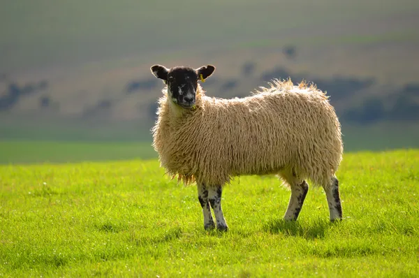 Bir koyun southdowns üzerinde — Stok fotoğraf