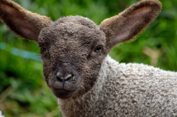 Un agnello giovane nel campo — Foto Stock