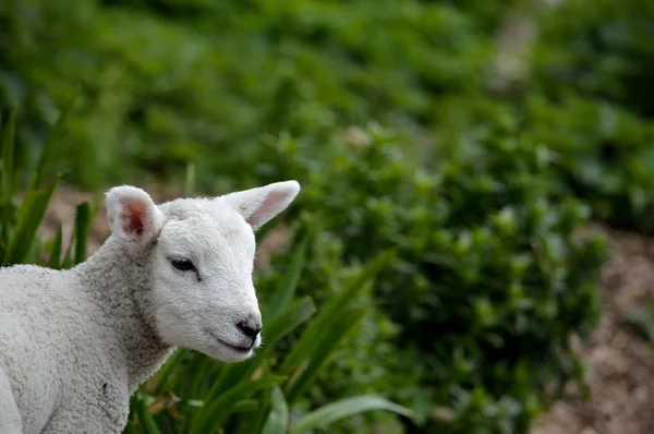 Egy fiatal bárány a mezőben — Stock Fotó