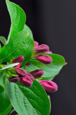 çiçek tomurcukları weigela çalı