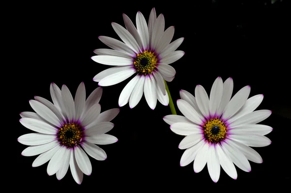 Osteospermum — Stockfoto