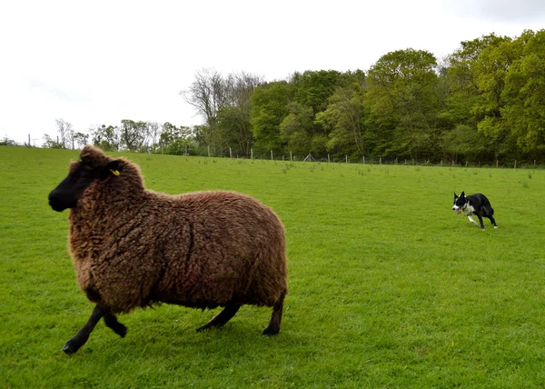 Border collie pracy owiec — Zdjęcie stockowe