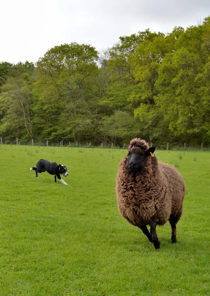 Bordercollie werken schapen — Stockfoto