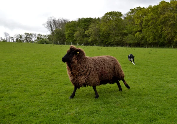 Border Collie arbeitende Schafe Stockfoto