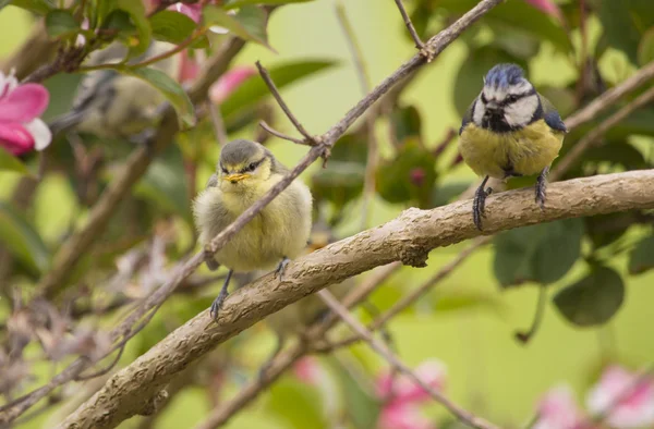 Blaumeisenbaby und Elternteil im Busch — Stockfoto