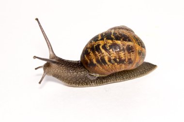 Cornu aspersum Bahçe salyangoz