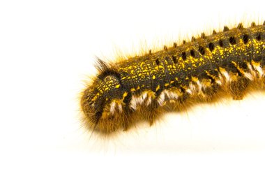 içici güve (euthrix potatoria)