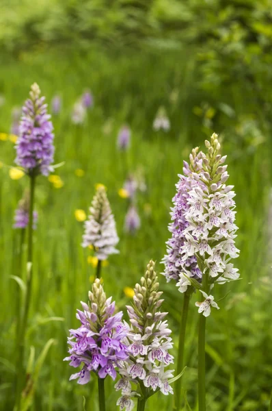 Common Spotted Orchid (Dactylorhiza fuchsii) — Stock Photo, Image