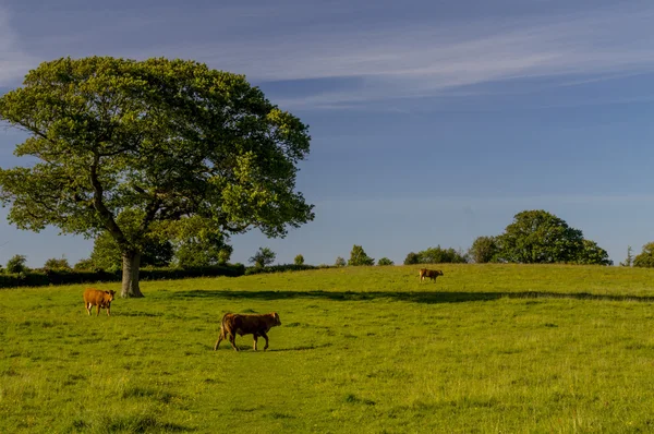 Bruna kor i ett fält — Stockfoto