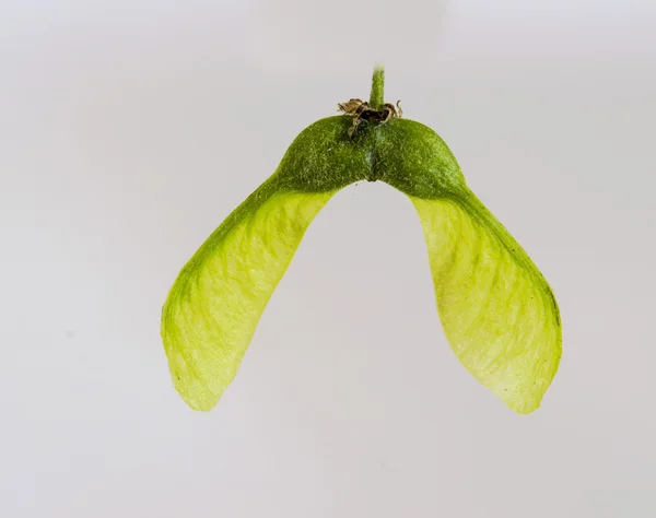 The Seed Pods of a Sycamore — Stock Photo, Image
