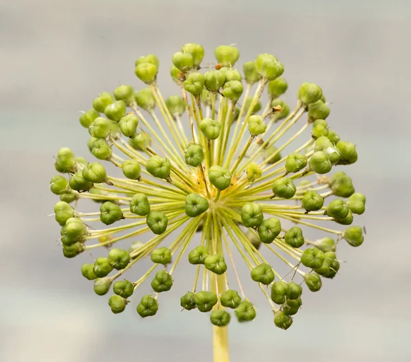 Seed Head of an Allium — Stock Photo, Image