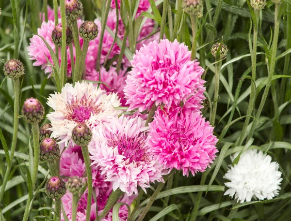 Pink and White Cornflower — Stock Photo, Image