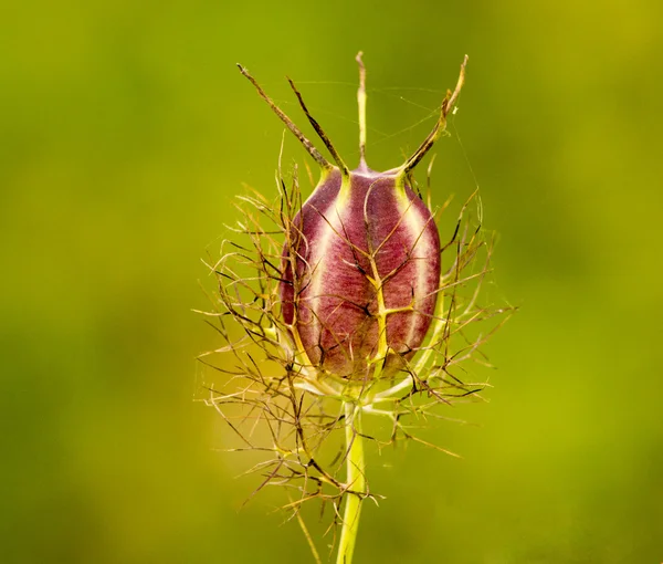 Nigella Seed Head — Stock Photo, Image