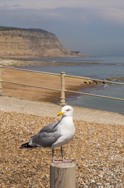 Herring Gull on a Post — Stock Photo, Image