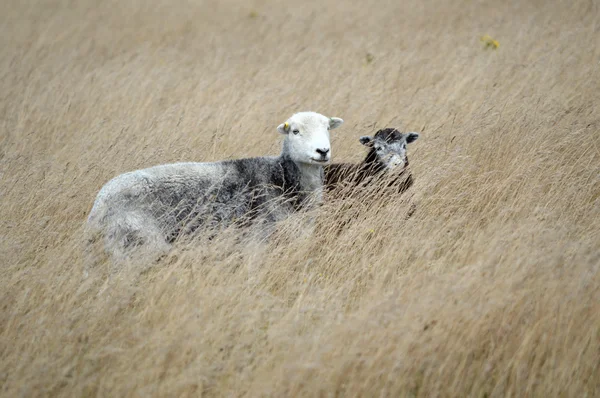 Herdwick Sheep — Stock Photo, Image