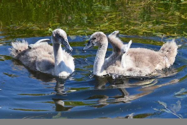 Cisnes mudos — Fotografia de Stock