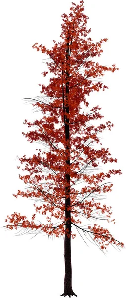 Φθινοπωρινό δέντρο σε λευκό φόντο.Υφή ή φόντο — Φωτογραφία Αρχείου