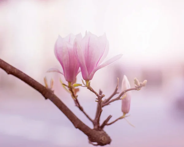 Spring Flowering Flowering Branches Magnolia Tree Open Aperture Light Blurring — Stock Photo, Image