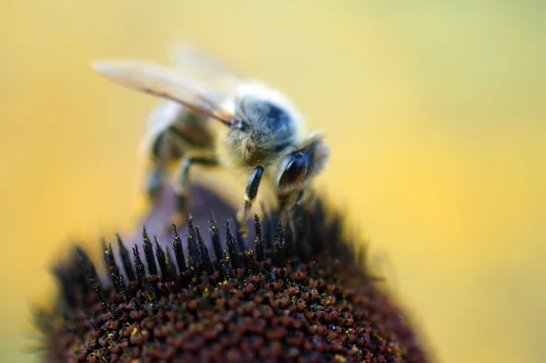 Drukke honingbij — Stockfoto