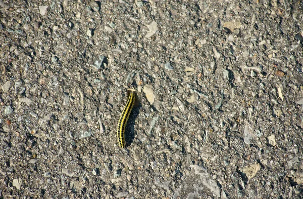 Gąsienica na chodniku — Zdjęcie stockowe