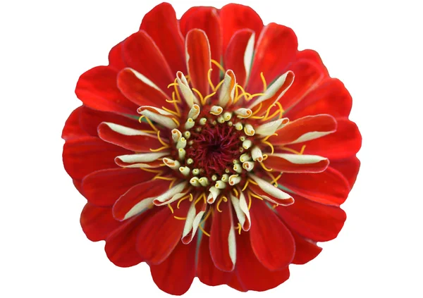 Flor roja de un Zinnia — Foto de Stock