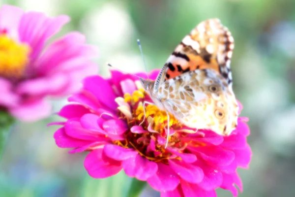 Drömlika fotografi av en fjäril på en blomma — Stockfoto