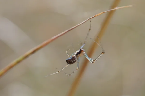 En spindel hängande från en gren — Stockfoto