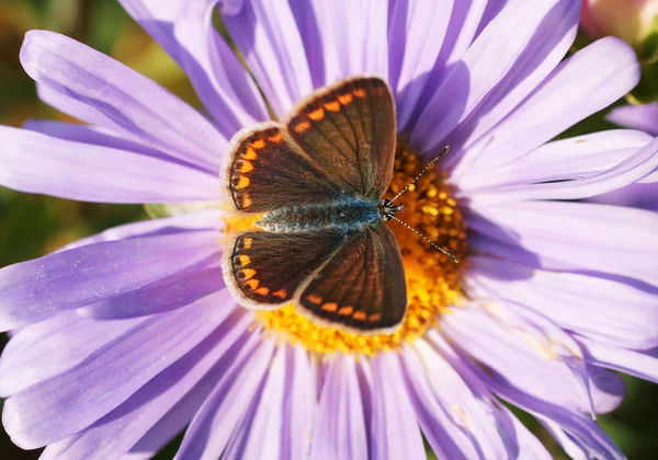 Brown Argus — Stock Photo, Image