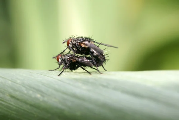 Copulating flies — Stock Photo, Image