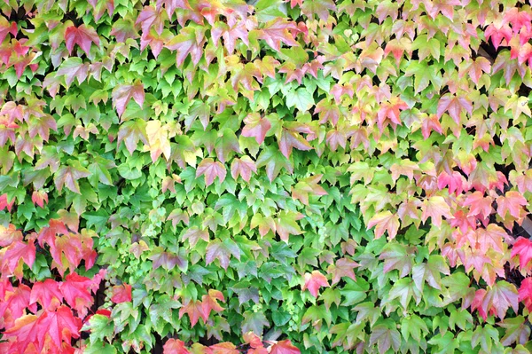 Vine leaves in the fall — Stock Photo, Image