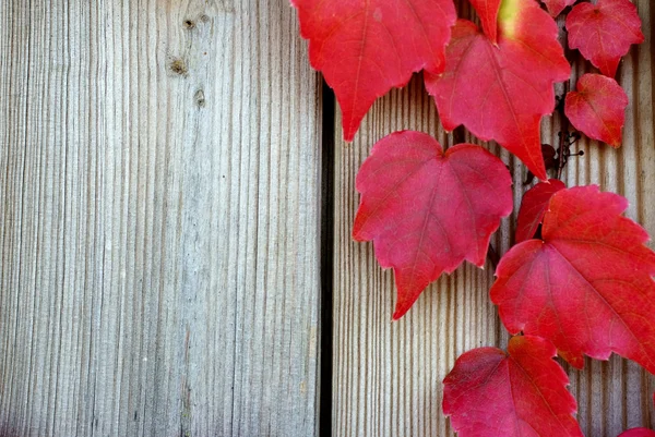 Weinblätter im Herbst — Stockfoto