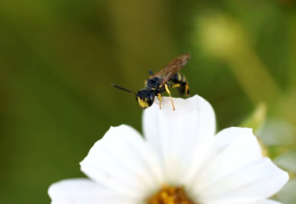 Wespe und Blume — Stockfoto