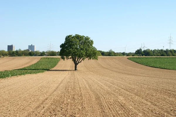 Trädet på fältet — Stockfoto