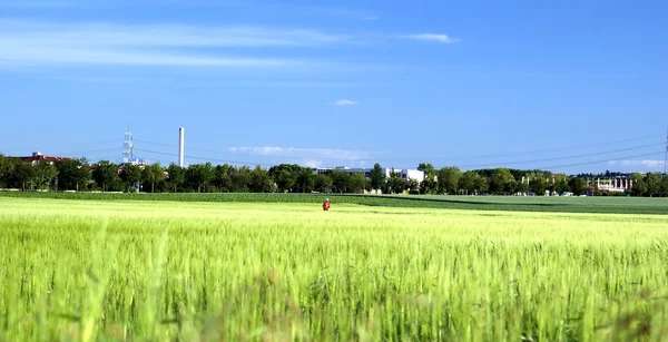 Joggning — Stockfoto