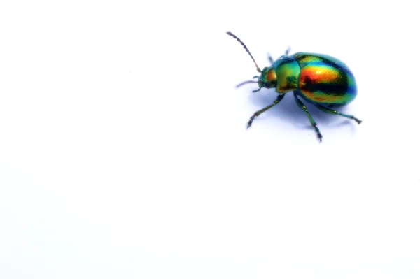 彩色的甲虫 — 图库照片