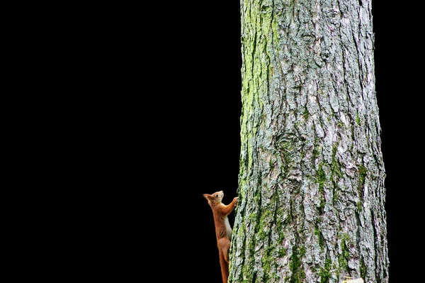 Esquilo — Fotografia de Stock