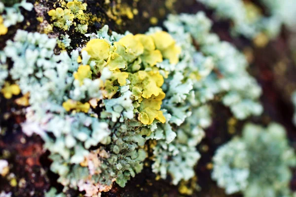 Macro lichen — Photo