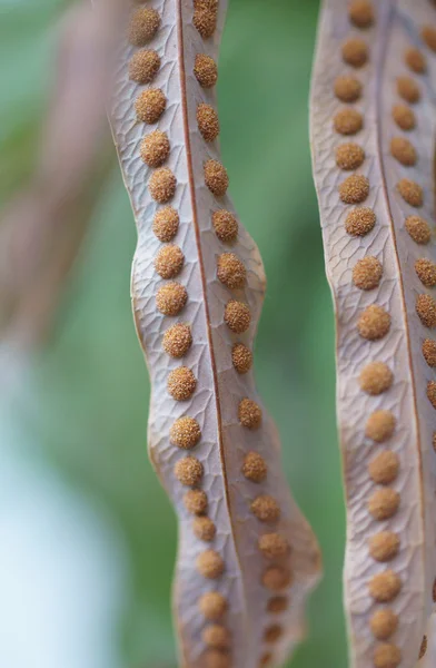 Gedroogde bladeren — Stockfoto