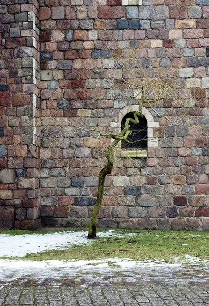Δέντρο μπροστά από μια εκκλησία — Φωτογραφία Αρχείου
