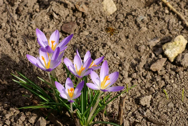 Bee och tulip — Stockfoto